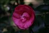 Jardin Botanico (35)